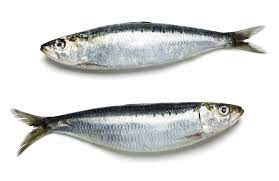 Sardine